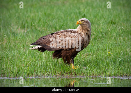 Nach Seeadler, Haliaeetus albicilla, im Sommer sitzen auf einer Bank. Erne mit großen gelben Schnabel in der Nähe von Wasser. Wildlife scnery aus der Natur. Stockfoto