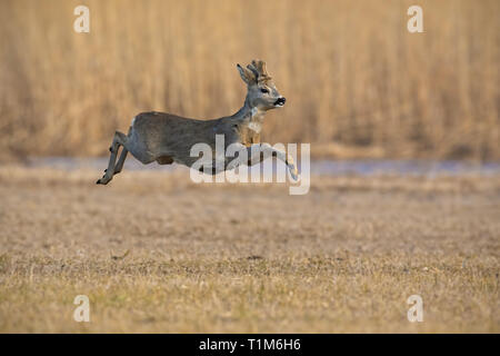 Laufende Rehe, Hyla arborea im Winter. Roebuck springen mitten in der Luft. Aktion Natur. Stockfoto