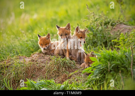 Red Fox, Vulpes vulpes, kleine Jungen Jungen in der Nähe von den weatching neugierig um. Kleine wilde Raubtiere in natürlicher Umgebung niedlich. Bruderschaft des animla Stockfoto