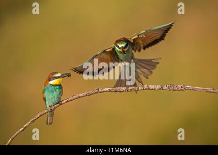 Paar europäischen Bienenfresser merops apiaster mit einer Verriegelung. Zwei bunte exotische Vögel suchen. Aktion Natur mit einem Vogel holding Insekt in Stockfoto