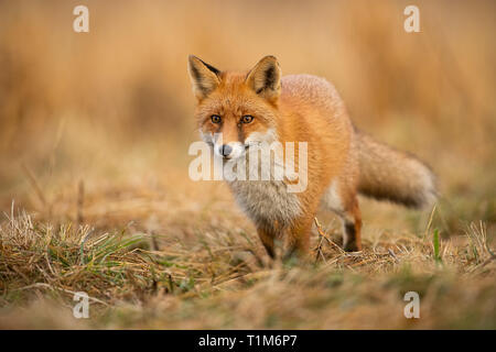 Nach Fox mit klaren unscharfen Hintergrund bei Sonnenuntergang. Predator auf der Suche nach Beute. Vulpes vulpes in natürlichen Environmet. Stockfoto