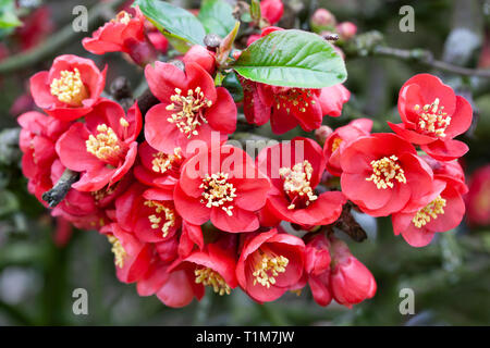 Blumen der japanische Quitte (Maule, Quitte, Chaenomeles japonica), East Sussex, England, Vereinigtes Königreich, Europa Stockfoto