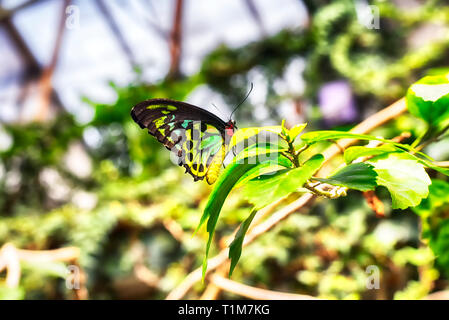 Ein männlicher Ornithoptera euphorion oder Cairns Birdwing Butterfly Landung auf einer tropischen Pflanze in einem tropischen Gewächshaus. Stockfoto