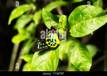 Ein männlicher Ornithoptera euphorion oder Cairns Birdwing Butterfly Landung auf einer tropischen Pflanze in einem tropischen Gewächshaus. Stockfoto