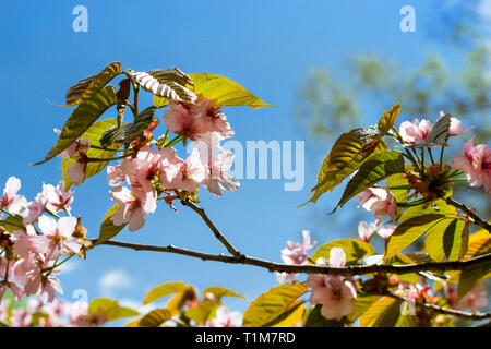 Sakura Blüten im Frühling Park. Kirschblüte Baum im späten Frühjahr. Flora historisch gebildet von Pflanzenarten im Nordwesten von Russland, St. Petersburg Stockfoto