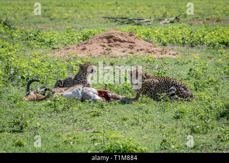 Geparden Fütterung auf eine männliche Impala töten in der Welgevonden Game Reserve, Südafrika. Stockfoto