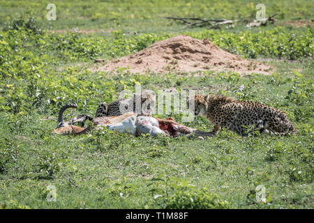 Geparden Fütterung auf eine männliche Impala töten in der Welgevonden Game Reserve, Südafrika. Stockfoto