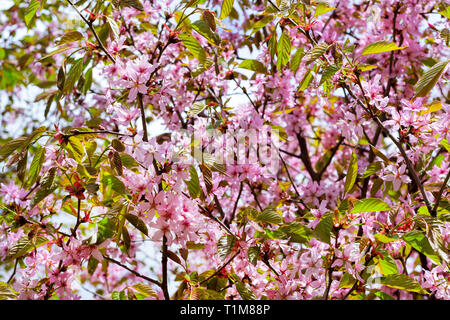Sakura Blüten im Frühling Park. Kirschblüte Baum im späten Frühjahr. Flora historisch gebildet von Pflanzenarten im Nordwesten von Russland, St. Petersburg Stockfoto