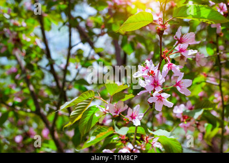 Sakura Blüten im Frühling Park. Kirschblüte Baum im späten Frühjahr. Flora historisch gebildet von Pflanzenarten im Nordwesten von Russland, St. Petersburg Stockfoto