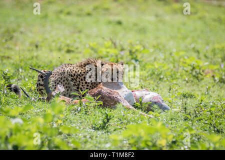 Cheetah Fütterung auf eine männliche Impala töten in der Welgevonden Game Reserve, Südafrika. Stockfoto