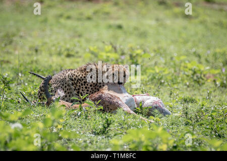 Cheetah Fütterung auf eine männliche Impala töten in der Welgevonden Game Reserve, Südafrika. Stockfoto