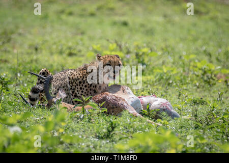 Cheetah Fütterung auf eine männliche Impala töten in der Welgevonden Game Reserve, Südafrika. Stockfoto