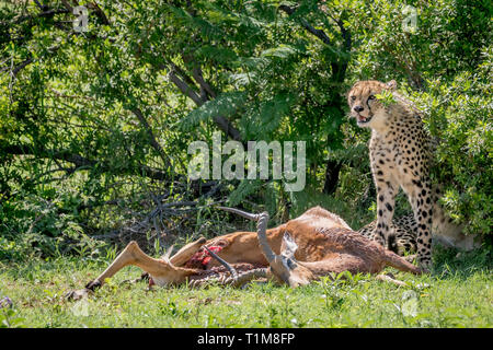 Gepard auf eine männliche Impala töten in der Welgevonden Game Reserve, Südafrika. Stockfoto