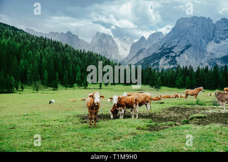Kühe und Pferde grasen in einem üppigen Tal in den Bergen, Drei Zinnen Naturpark, Südtirol, Italien Stockfoto
