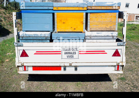 Anhängelast mit holzbeuten bereit sich zu bewegen. Lebende Tiere Transport Stockfoto