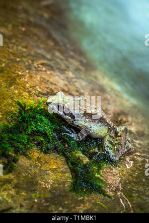 Grasfrosch Rana temporaria im Nationalpark der Majella Stockfoto