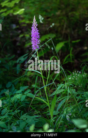 Wild Orchid im Nationalpark der Majella Stockfoto