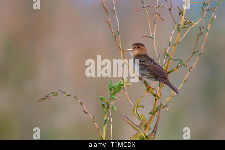 Erwachsene männliche Common grasshopper Warbler singen laut Stockfoto