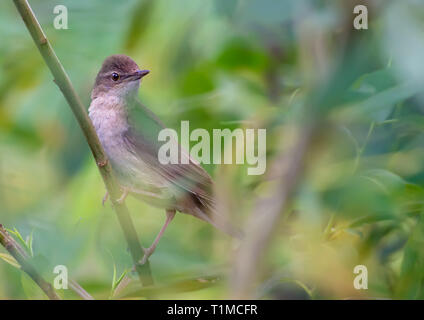 Erwachsene männliche Savi warbler in der Hecke Stockfoto