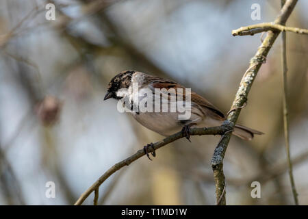 Rohrammer (Emberiza schoeniclus) auf Zweigen in einem Baum in natürlichen Waldgebiet gelegen Stockfoto