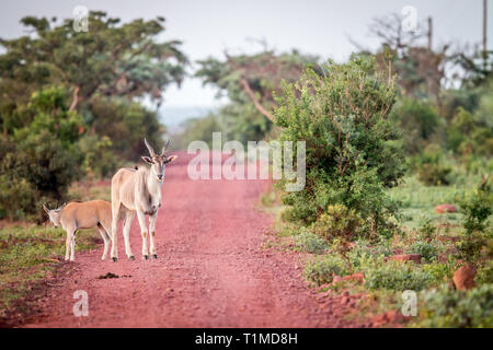 Eland auf der Straße im Welgevonden Game Reserve, Südafrika. Stockfoto