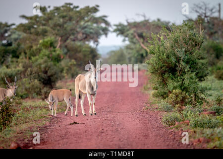 Eland auf der Straße im Welgevonden Game Reserve, Südafrika. Stockfoto