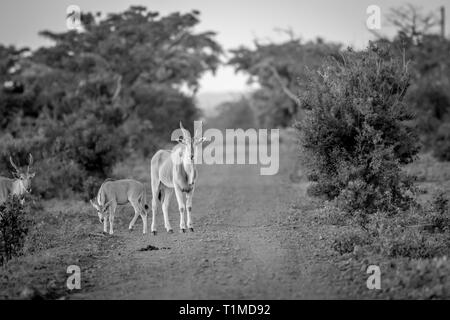 Eland auf der Straße in Schwarz und Weiß in der Welgevonden Game Reserve, Südafrika. Stockfoto