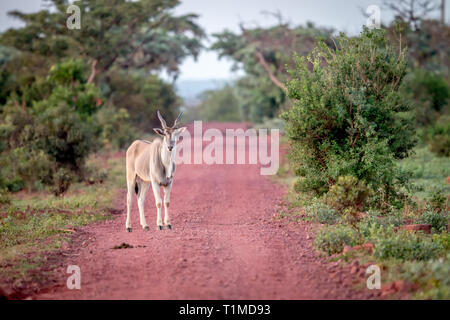 Eland auf der Straße im Welgevonden Game Reserve, Südafrika. Stockfoto