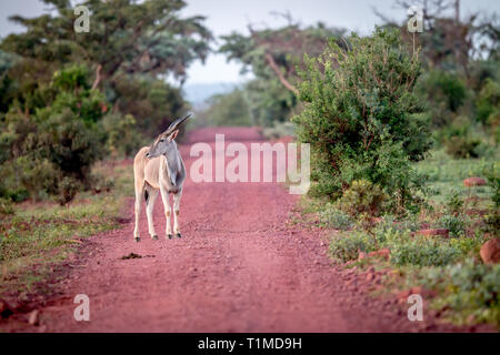 Eland auf der Straße im Welgevonden Game Reserve, Südafrika. Stockfoto