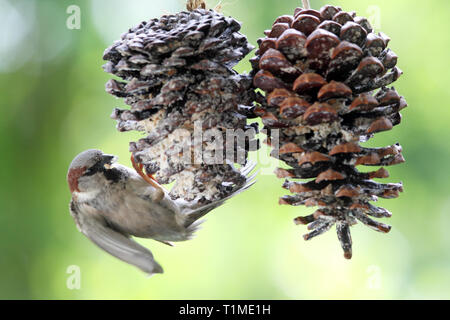 19.05.2018, Berlin, Berlin, Deutschland - Haussperling nimmt Fett von a Pine Cone. 00 S 180519 D 456 CAROEX.JPG [MODEL RELEASE: NICHT ZUTREFFEND, EIGENTUM RELEA Stockfoto