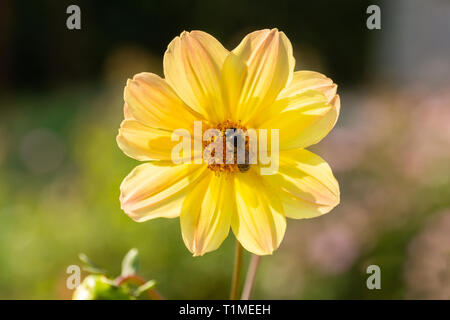 Die Biene sammelt Nektar aus den Blüten von Dahlia Stockfoto