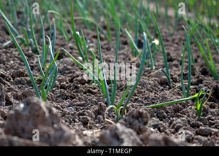 Frühlingszwiebeln in Garten wächst Stockfoto, Bild 11732478 Alamy