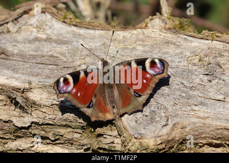 Tagpfauenauge Stockfoto