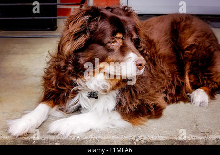 Cowboy, ein 11-jährige Australian Shepherd Dog, legt auf seiner Veranda, 26. März 2019, in Coden, Alabama. Stockfoto