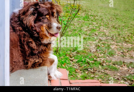 Cowboy, ein 11-jährige Australian Shepherd Dog, legt auf seiner Veranda, 26. März 2019, in Coden, Alabama. Stockfoto