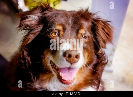 Cowboy, ein 11-jährige Australian Shepherd Dog, sitzt auf seinem hinteren Veranda, 26. März 2019, in Coden, Alabama. Stockfoto