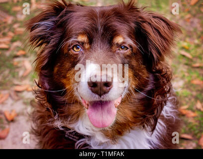 Cowboy, ein 11-jährige Australian Shepherd Dog, sitzt in seinem Hinterhof, 26. März 2019, in Coden, Alabama. Stockfoto