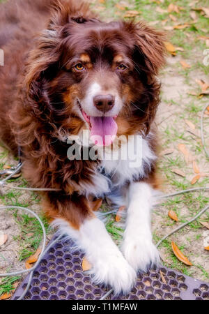 Cowboy, ein 11-jährige Australian Shepherd Dog, legt in seinem Hinterhof, 26. März 2019, in Coden, Alabama. Stockfoto