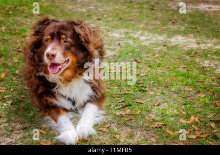 Cowboy, ein 11-jährige Australian Shepherd Dog, legt in seinem Hinterhof, 26. März 2019, in Coden, Alabama. Stockfoto