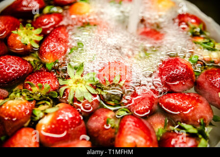 Erdbeeren in eine Schüssel mit Wasser gewaschen, Giftstoffe und Schmutz zu entfernen, bevor Sie essen. Stockfoto