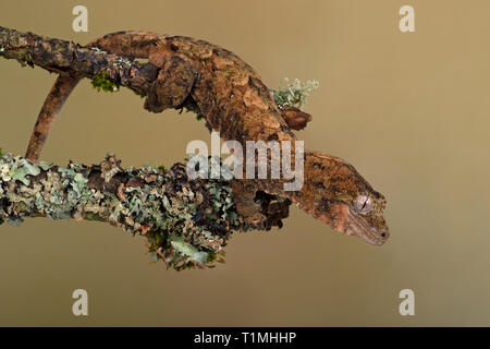 Moosige Greifschwanz Gecko (Mniarogekko chahoua) gegen eine Flechte bedeckt Zweig getarnt