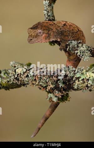 Moosige Greifschwanz Gecko (Mniarogekko chahoua) gegen eine Flechte bedeckt Zweig getarnt