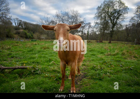 Goldene Guernsey Ziege stehend in ein Feld auf einem Bauernhof Stockfoto