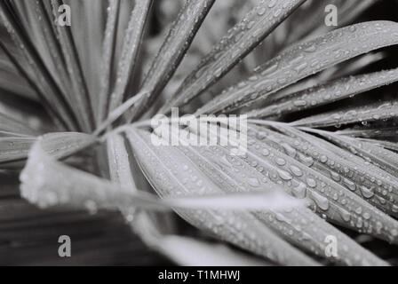 Palmblättern in regen Tropfen nach dem Regen - Barbados - Hohe Qualität gescannter Negative - 35 mm Stockfoto
