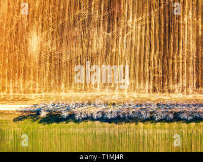Frühling Grün und Braun landwirtschaftlichen Feldern. Ansicht von oben. Schmutz Landstraße und birke Gasse. Wintergetreide und gepflügten Feldes. Frühling Landschaft Antenne Landsc Stockfoto