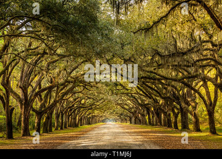 Gasse mit Leben Eichen in Savannah, Georgia Stockfoto