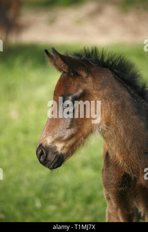 Kopf eines neugeborenen Vollblut Stute an schöne Tier Ranch. Portrait Nahaufnahme eines schönes Fohlen auf grünem Hintergrund im ländlichen Anima verschwommen Stockfoto