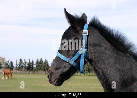 Kopf eines neugeborenen Vollblut Stute an schöne Tier Ranch. Portrait Nahaufnahme eines schönes Fohlen auf grünem Hintergrund im ländlichen Anima verschwommen Stockfoto