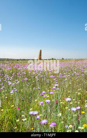 Die Outeiro Standing Stone (menir) in eine Wilde Blumenwiese im Frühjahr, Monsaraz, Alentejo, Portugal Stockfoto