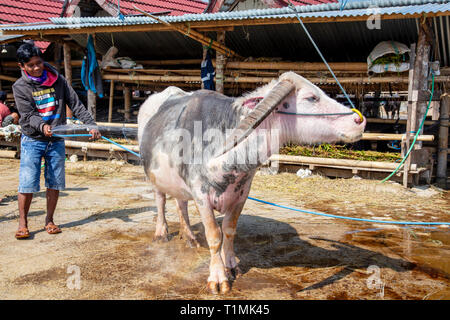 Eine junge Torajan Mann auf der Suche nach einem Preis, seltene Albino, blauäugige Büffel in einem Torajan buffalo Markt, Sulawesi, Indonesien Stockfoto